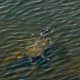 Swimming Turtle in Cullinan Park 