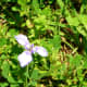 Prairie Nymph Wildflower 