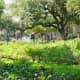 Lush garden greenery
