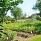 Nice looking garden!