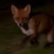 British Urban Fox passing through the garden