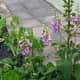 Foxglove in the vegetable garden