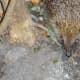 Hedgehog visiting the garden