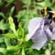 Bee on Hibiscus