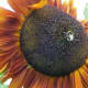 Bee on Sunflower