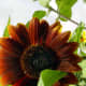 Sunflower in Organic Garden