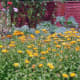 Pot Marigolds in organic garden