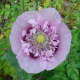 Poppy