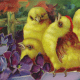 Yellow baby Easter chicks with violets