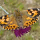 A Painted Lady Butterfly, resting on a flower after being released in our back yard.