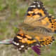 A Painted Lady Butterfly on a flower, several moments after being released.