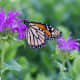 This beautiful monarch was photographed in the "backyard" butterfly garden. This garden has plants that were carefully selected to provide nectar sources for native butterflies and to serve as host plants for caterpillars.