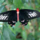 The Bat Wing Butterfly has a bright red body and black wings.