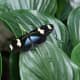 This colorful tropical butterfly has lighted on a green leaf.
