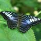 Banded Purple Wing butterfly is native to Costa Rica.