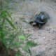 The red mark on the head is larger in males & the males are smaller in size.