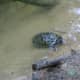 This old male seems to be the dominant turtle in this part of the river.