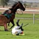 how-to-photograph-horses