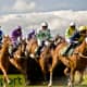 how-to-photograph-horses