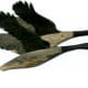 Pair of Geese