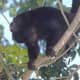 Amazonia area Howler Monkey from meskerparkzoo.com