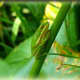 Green Tree Frog from wesselmannaturesociety.org