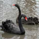Tropic America area Black Swans from meskerparkzoo.com