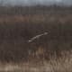 Blue Grass Fish and Wildlife, Short-earred Owl from flicker.com
