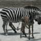 African Rift area Zebra from meskerparkzoo.com