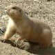 North America area Prairie Dog from meskerparkzoo.com