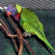 Asia and Australia area Rainbow Lorikeet from meskerparkzoo.com