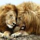 @ Madikwe Game Reserve, South Africa