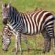 @ Madikwe Game Reserve, South Africa