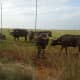 south-africa-en-route-from-pretoria-to-klerksdorp