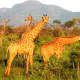 @ Tau Game Lodge at Madikwe Game Reserve