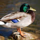 A male mallard duck