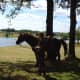 Horse riding and story telling at Videix Lake