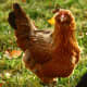 the-chicken-whisperer-recommends-back-yard-chicken-keeping