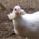 This is the Spanish cousin, the Araucana.