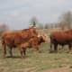 Limousin Cattle in Limousin. World Famous French Beef Cattle Breeds ...