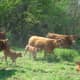 Enjoying Limousin sunshine and shelter from trees. The cows really seem to enjoy being in the woods