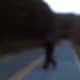 Knobby runs across the road and can be heard to scream or snarl at me as I video taped it. We saw it crossing the road and it was visible for a very few seconds. Not over 10-15 seconds. 