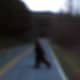 Knobby runs across the road and can be heard to scream or snarl at me as I video taped it. We saw it crossing the road and it was visible for a very few seconds. Not over 10-15 seconds. 