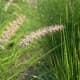 bunny-tails-an-easy-to-grow-ornamental-grass