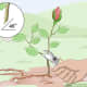 Cut the rose stem above the first set of leaves at a 45 degree angle.