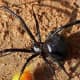 One bite from a poisonous spider can leave you paralyzed for days! And as far as the jungle rule is concern, being immobile makes you a very vulnerable target.
