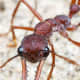Killer ants do exist. They hunt in numbers and can devour any living creature on their path. You can't just step on millions of them so avoiding them is certainly the best and only option you have.