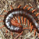 Centipedes are not only scary to look at but they are highly poisonous as well. Don't ever dream of sharing a bed with one because if might mean the end of your jungle adventure.