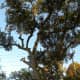 Ulmus Crassifolia - Cedar Elm - Brushy Creek Sports Park - Cedar Park TX