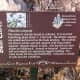 Trail Marker for Blue Curls  - Brushy Creek Sports Park - Cedar Park TX